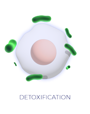 detoxification